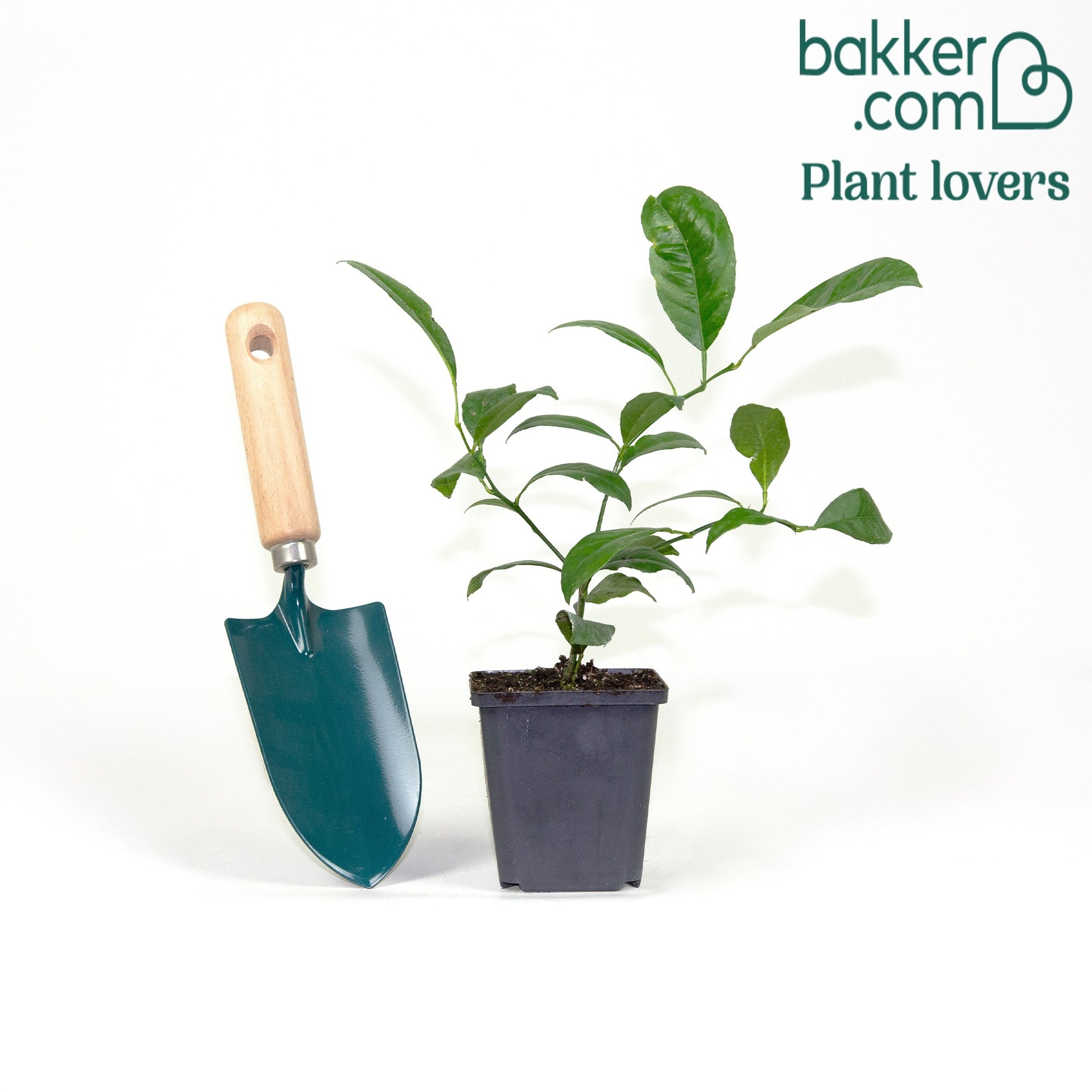 Citroenboom - Citrus limon | Citrus limon - 5/10cm stamomtrek - Hoogte incl. pot 130cm Citroenboom - Citrus limon | Citrus limon - 5/10cm stamomtrek - Hoogte incl. pot 130cm