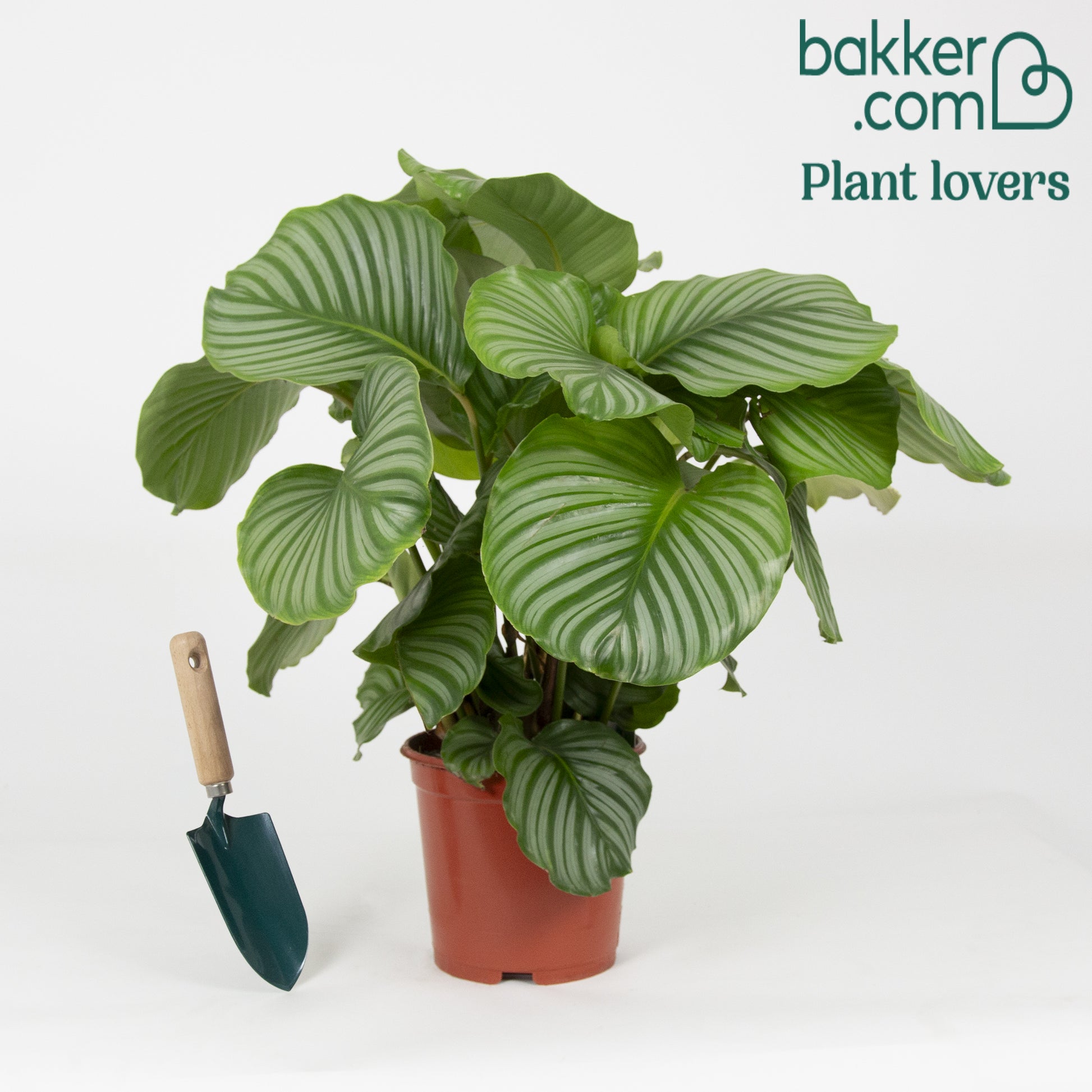 Bidplant Calathea orbifolia - Calathea orbifolia