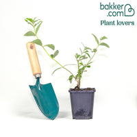 Vlinderstruik 'Empire Blue'