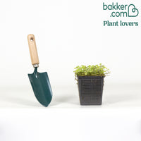 Variegata waterschaal