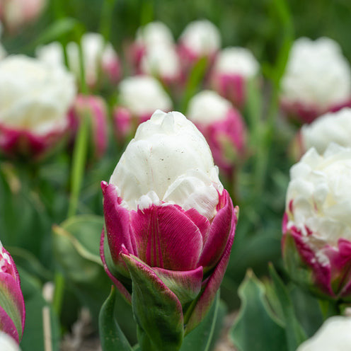 Dubbele IJsroom tulp (x7) - Tulipa Ice Cream - Bakker