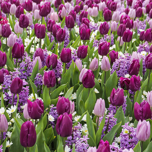 Hyacinthus, Tulipa, Anemone - Bloembollen Royal Purple mix (x25) - Bloembollenpaketten