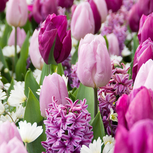 Bloembollen Royal Purple mix (x25) - Hyacinthus, Tulipa, Anemone - Bakker