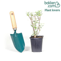 Blauwe spirea 'Blauer Spatz'