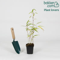 Bamboe Fargesia rufa - Fargesia rufa