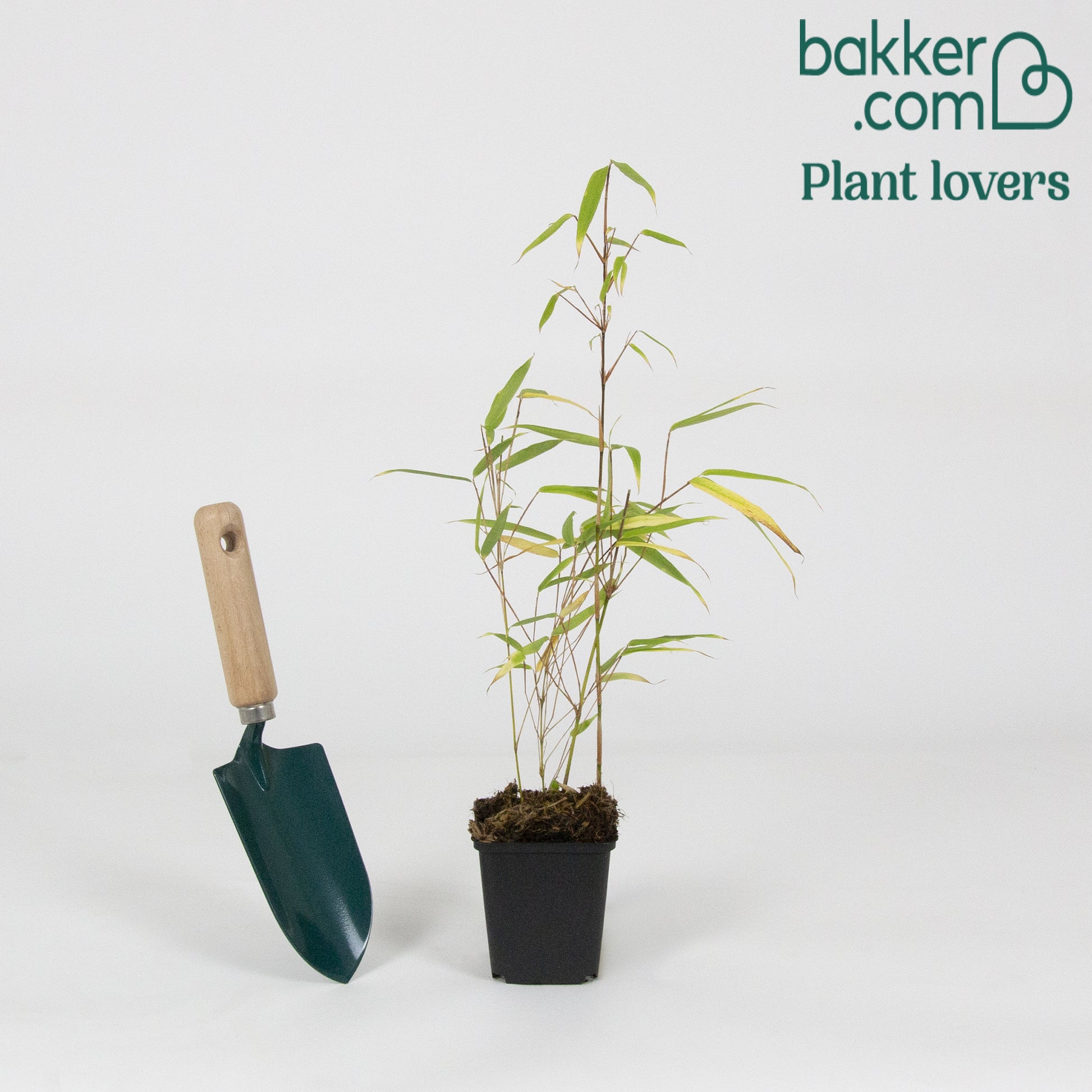 Bamboe Fargesia rufa - Fargesia rufa