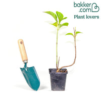 Rode Boerenhortensia