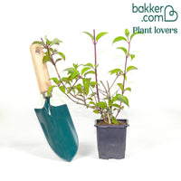 Pluimhortensia 'Vanille Fraise'