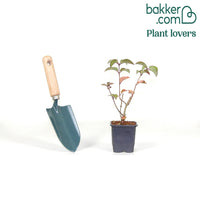 Pluimhortensia 'Fraise Melba'® 'Renba'