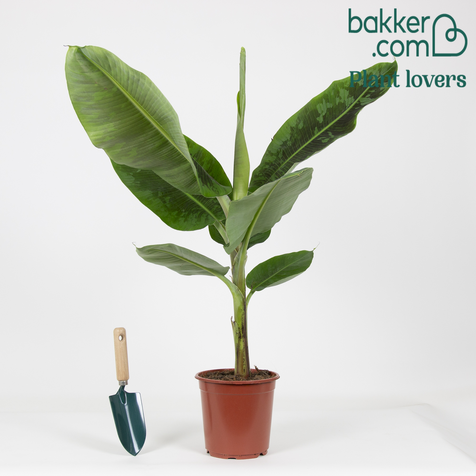 Set Van 2 - Musa Dwarf Cavendish - Bananenplant - Kamerplanten - 80-100 Cm Hoog - Pot 21 Cm Set Van 2 - Musa Dwarf Cavendish - Bananenplant - Kamerplanten - 80-100 Cm Hoog - Pot 21 Cm