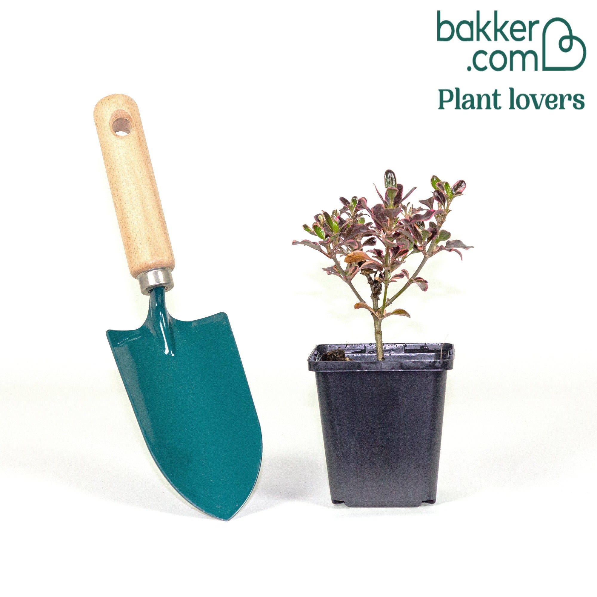 Coprasm Eclipse Coprosma Eclipse® - Coprosma repens Eclipse® | Bakker.com