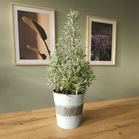 Lavendel 'Christmas Tree'