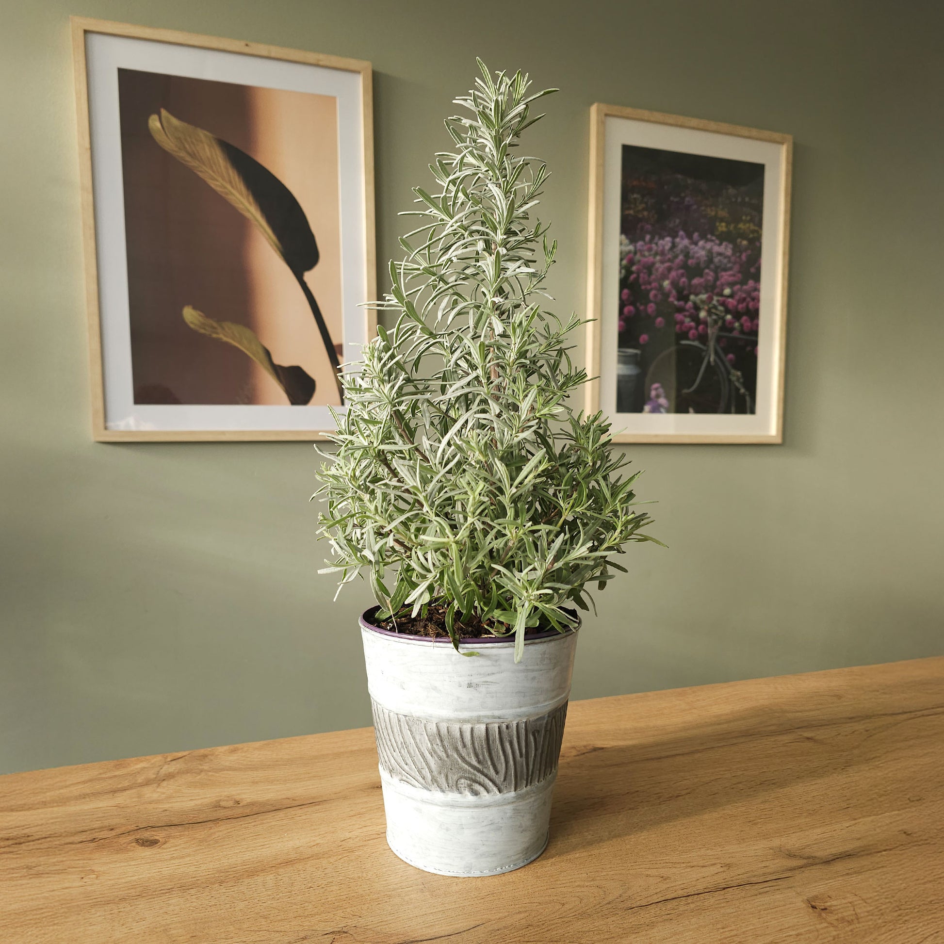 Kleine kamerplanten - Lavendel 'Christmas Tree' - Lavandula angustifolia Christmas Tree
