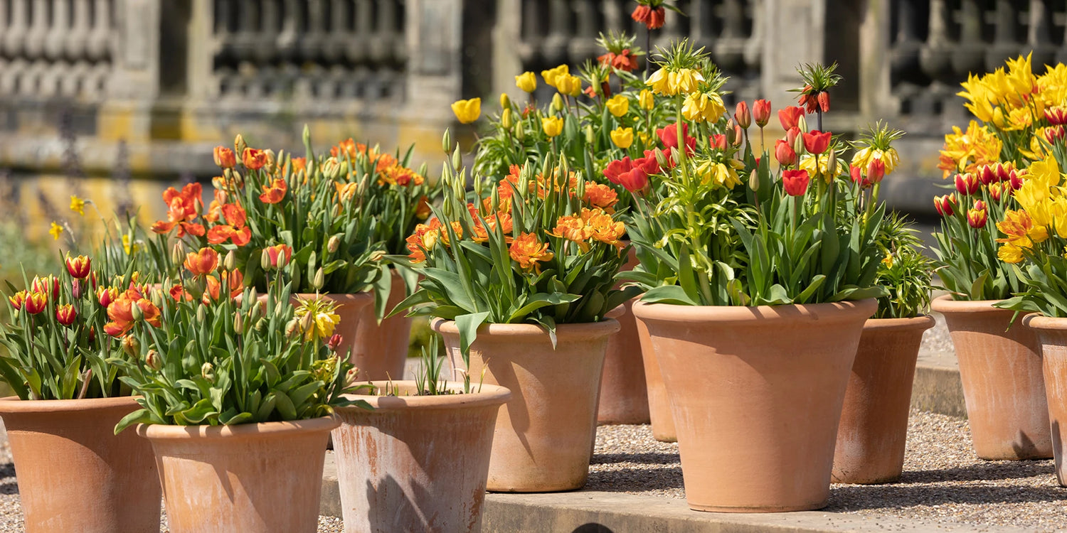5 planten voor 30€