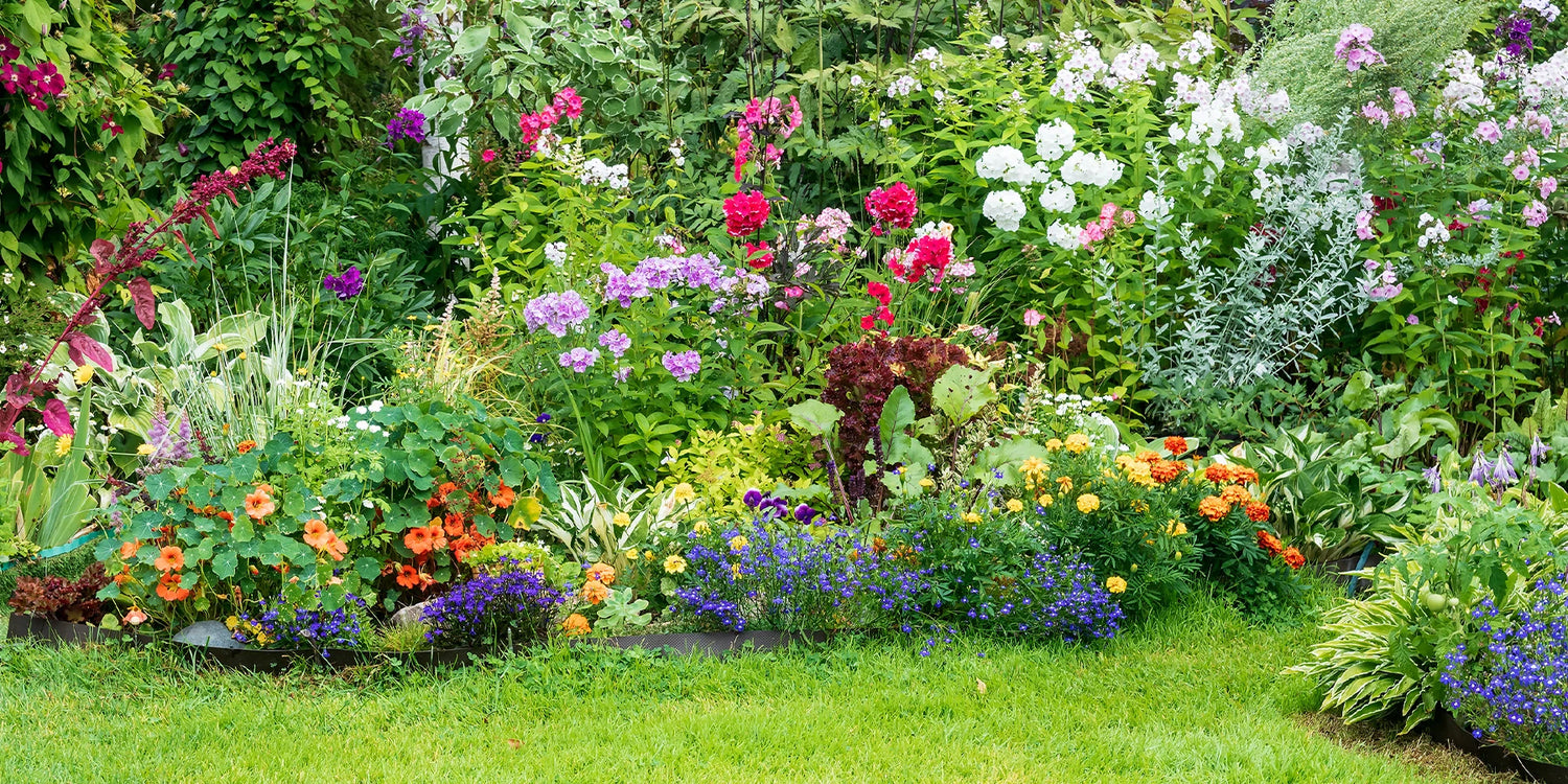 Mix & Match: 3 vaste planten voor €15