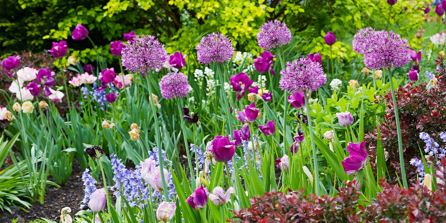 De lente wordt vandaag geplant: tot -20%