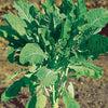 Groene kool - Chou fourrager cavalier vert protéor (40 g) - Moestuin