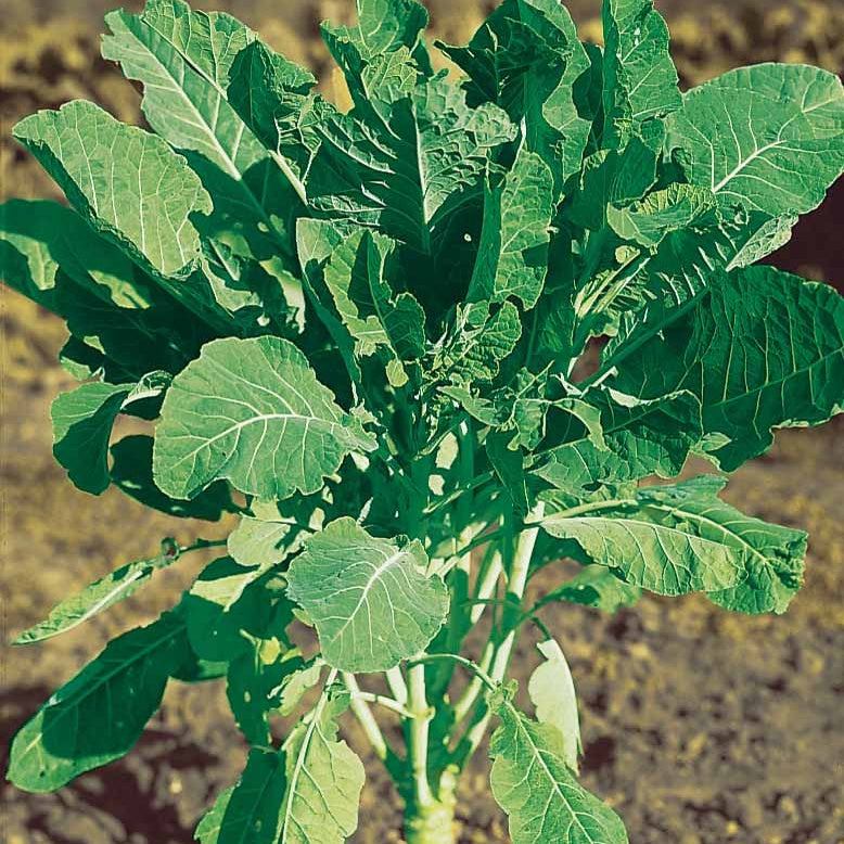 Groene kool - Chou fourrager cavalier vert protéor - Bakker