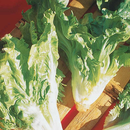 Andvijvie 'Cornet d'Anjou' - Bakker