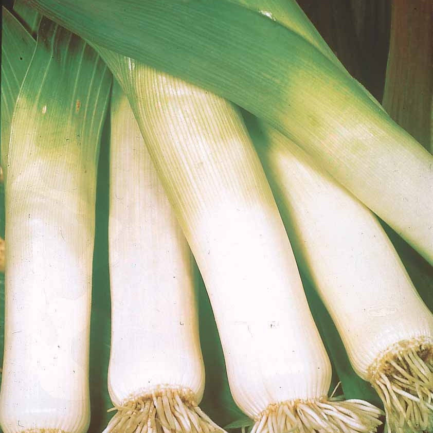 Prei 'Long de Nice' - Allium porrum long de nice 2 - Bakker