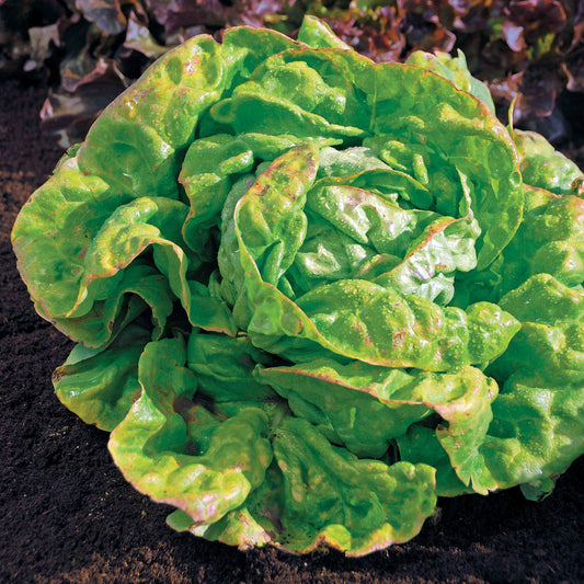 Kropsla 'Reine de Mai' - BIO - Bakker