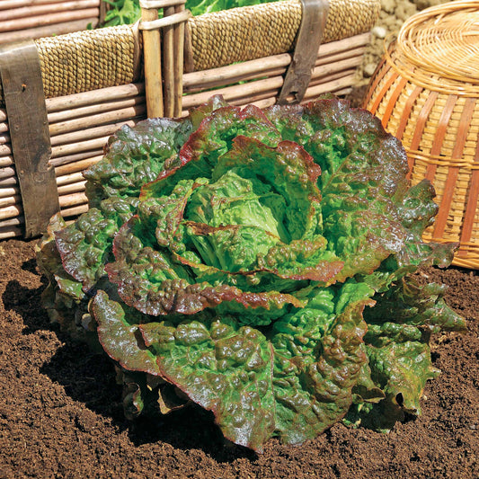 Rode ijsbergsla 'Rouge Grenobloise' - Bakker