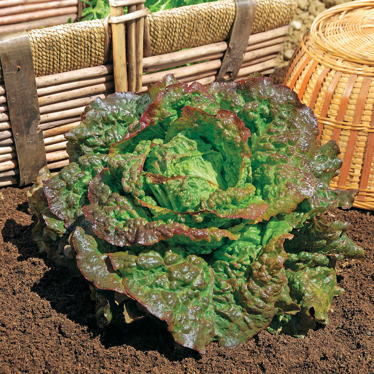 Rode ijsbergsla 'Rouge Grenobloise' - Bakker