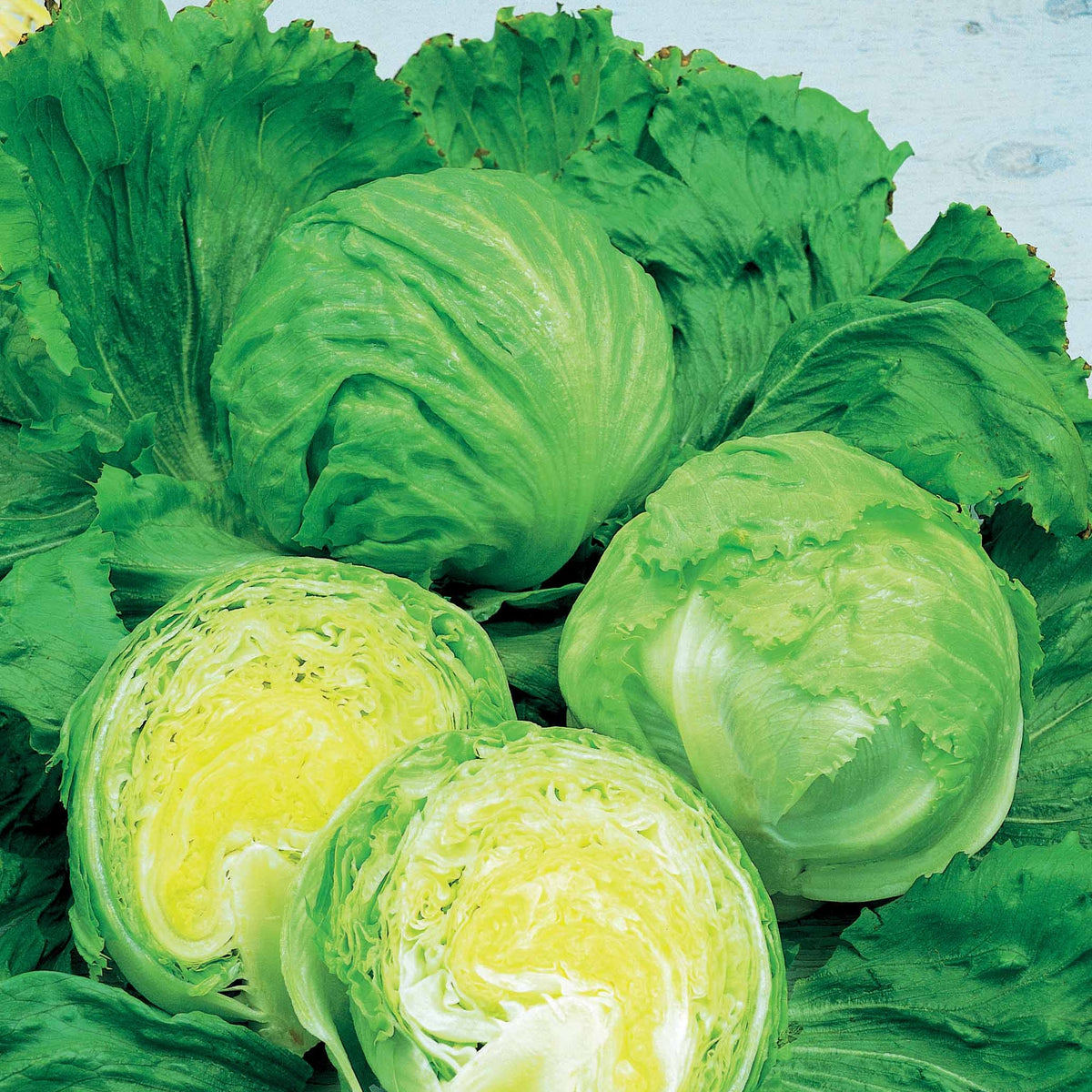 IJsbergsla 'Barcelona' - Lactuca sativa barcelona - Bakker