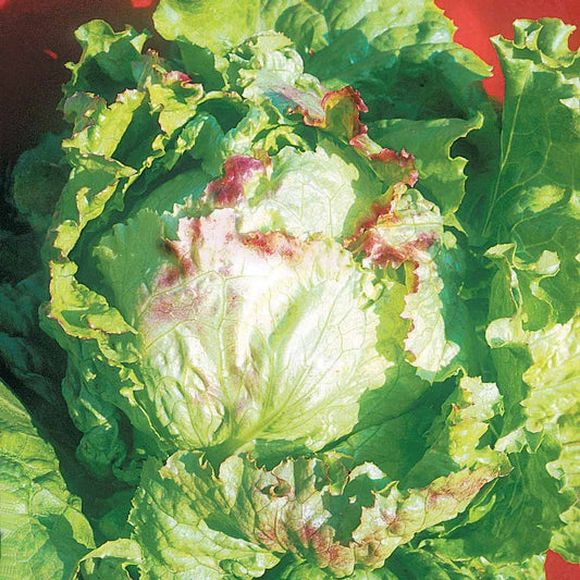 IJsbergsla 'Blonde à Bord Rouge' - Bakker