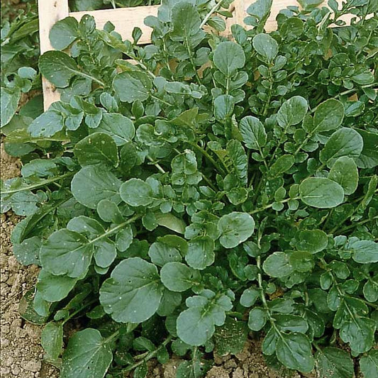 Tuinkers - Bakker