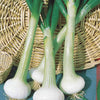 Witte ui 'Voege van Parijs' - Allium cepa hâtif de paris - Moestuin