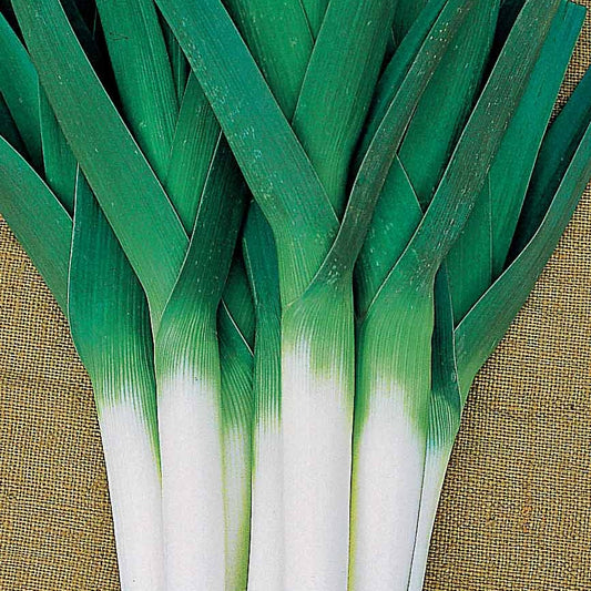 Prei 'Amor' - Bakker