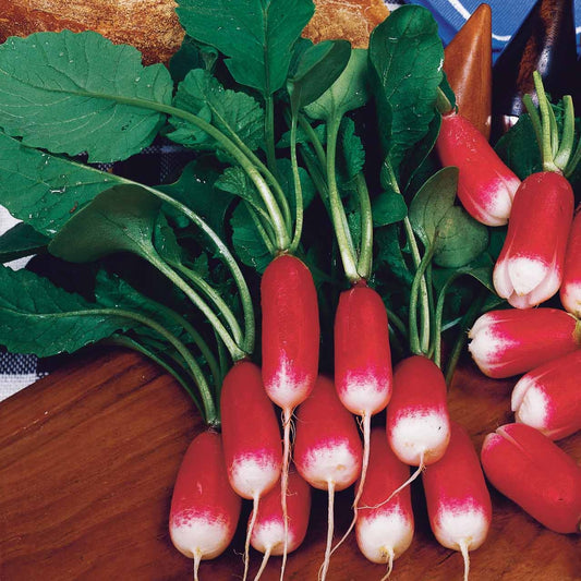 Radijs 'Bamba' - Bakker