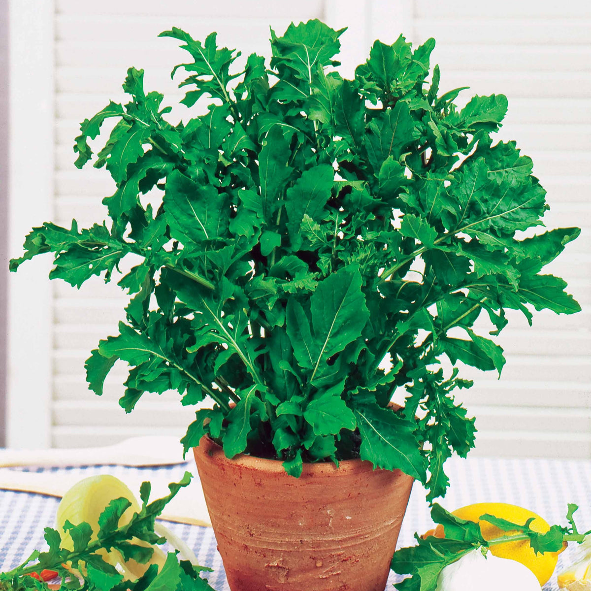 Rucola - Bakker
