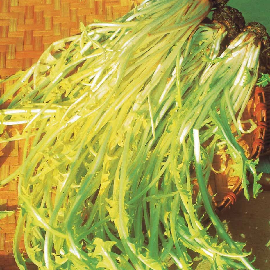 Cichorium intybus  barbe de capucin - Witlof 'Barbe de Capucin' - Overige groentezaden