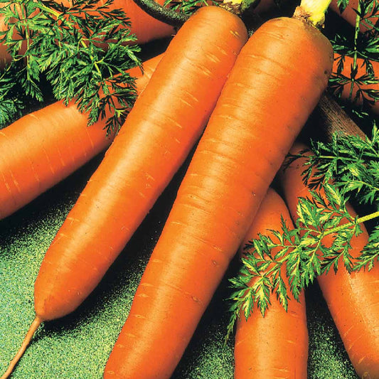 Winterwortel 'Colmar' - rood hart - BIO - Daucus carota de colmar à coeur rouge 2 - Groente
