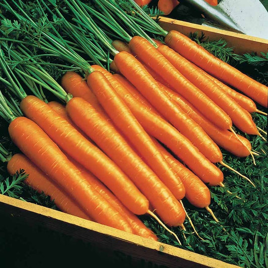 Winterwortel 'Amsterdamse Bak 2' - Bakker