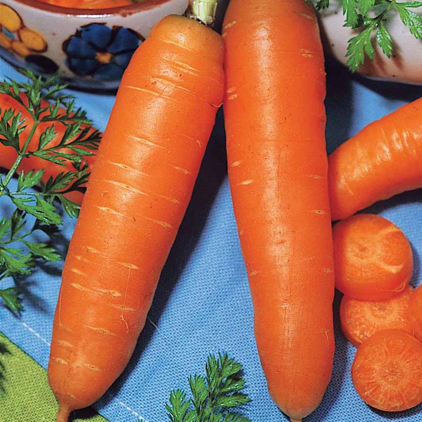 Daucus carota demi-longue de carentan - Wortel 'Halflang De Carentan' - Wortelzaden