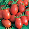 Roma tomaat VF - Solanum lycopersicum roma vf - Zaden