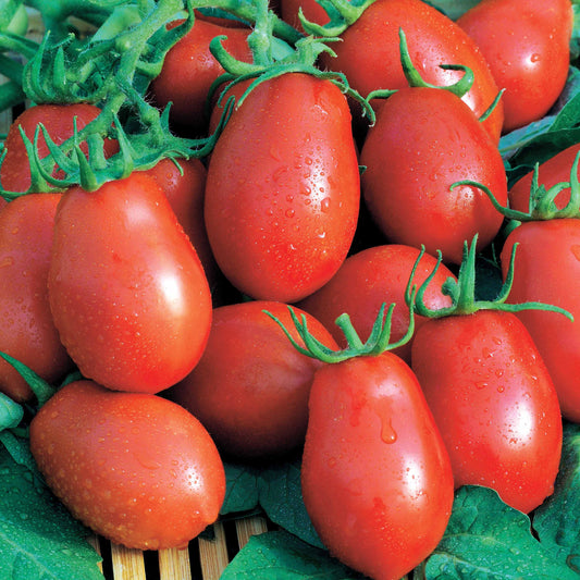 Roma tomaat VF - Solanum lycopersicum roma vf - Moestuin