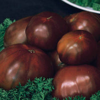 Tomaat 'Black Russian' - Solanum lycopersicum noire russe - Moestuin