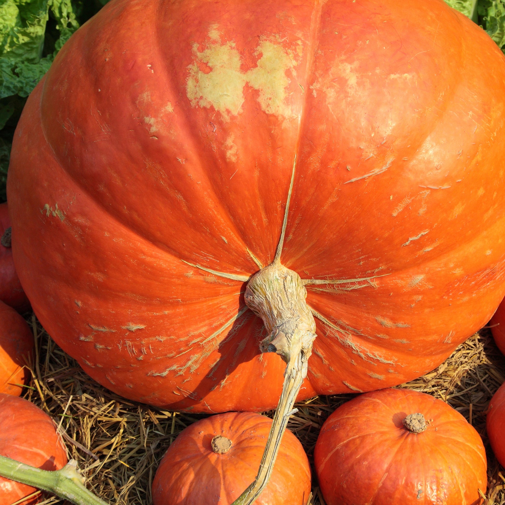 Reuzenpompoen 'Atlantic Giant' - Cucurbita maxima atlantic giant - Moestuin