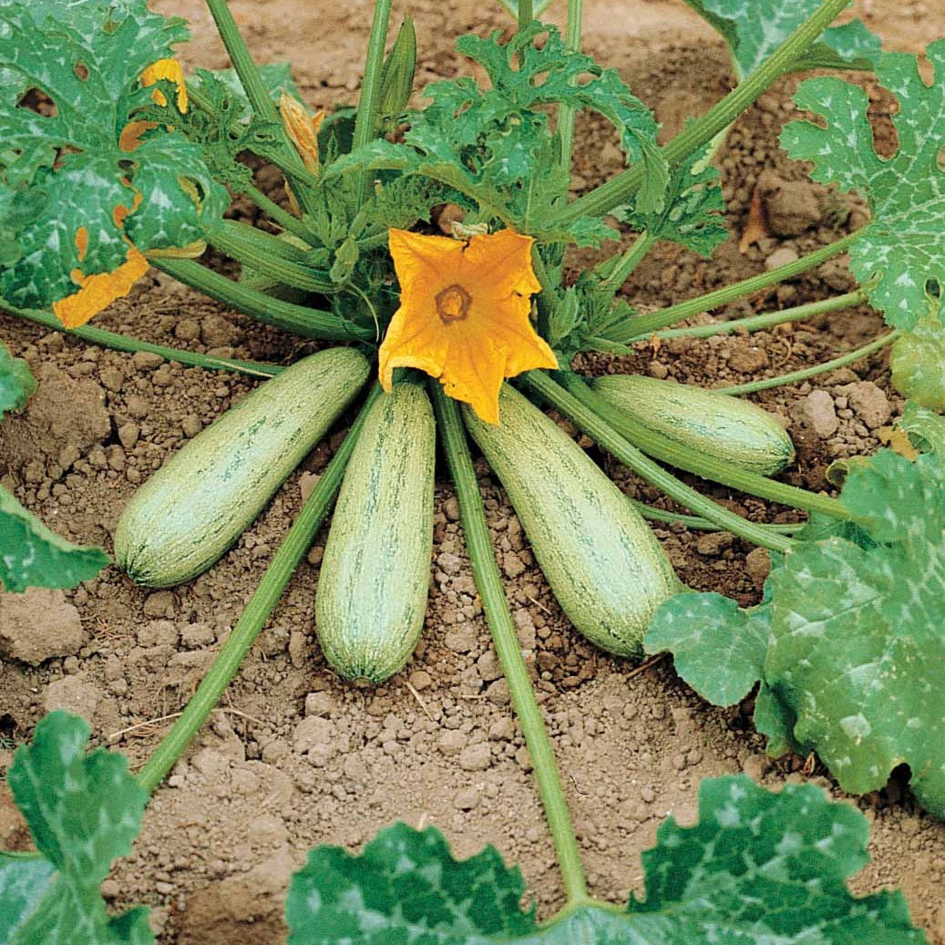 Courgette 'Profusion' - Cucurbita pepo profusion (grisette de provence) - Bakker