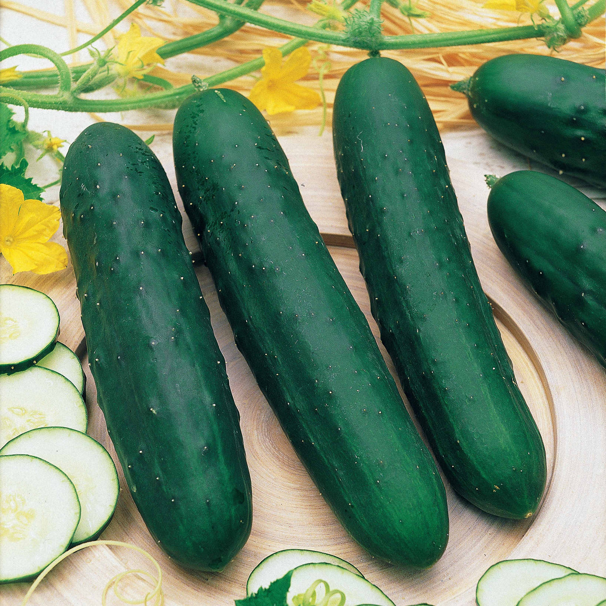 Komkommer 'Marketer' - Cucumis sativus marketer - Bakker