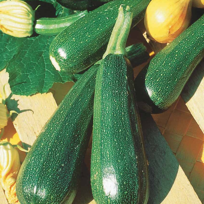 15 Courgette zaden - niet woekerend - Cucurbita pepo  verte non coureuse des maraîchers - Bakker
