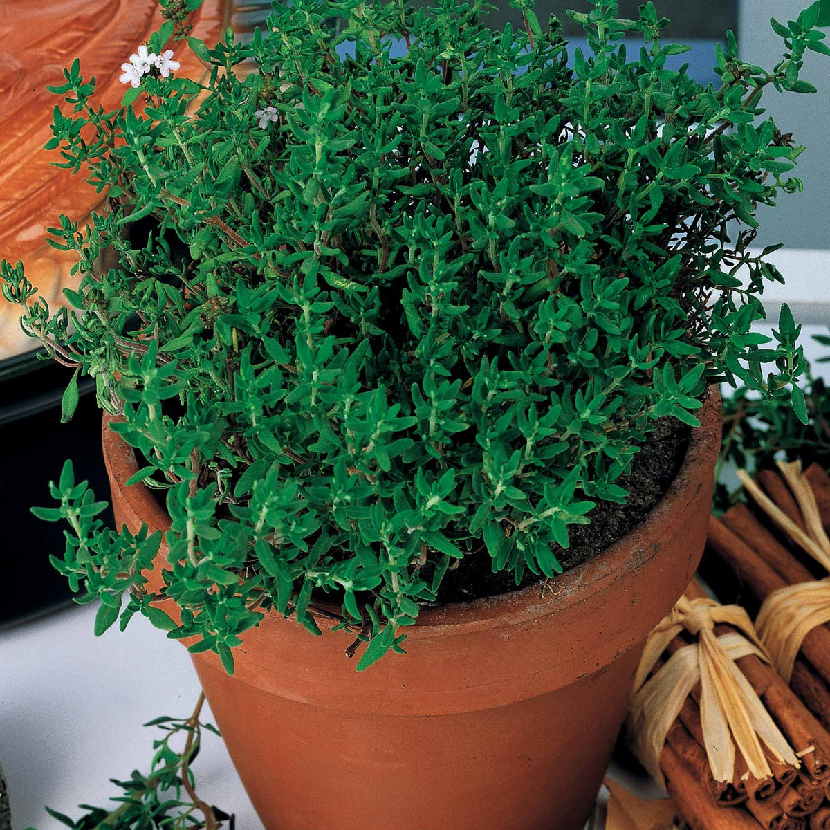 Thymus vulgaris - Echte tijm zaden - Tijm