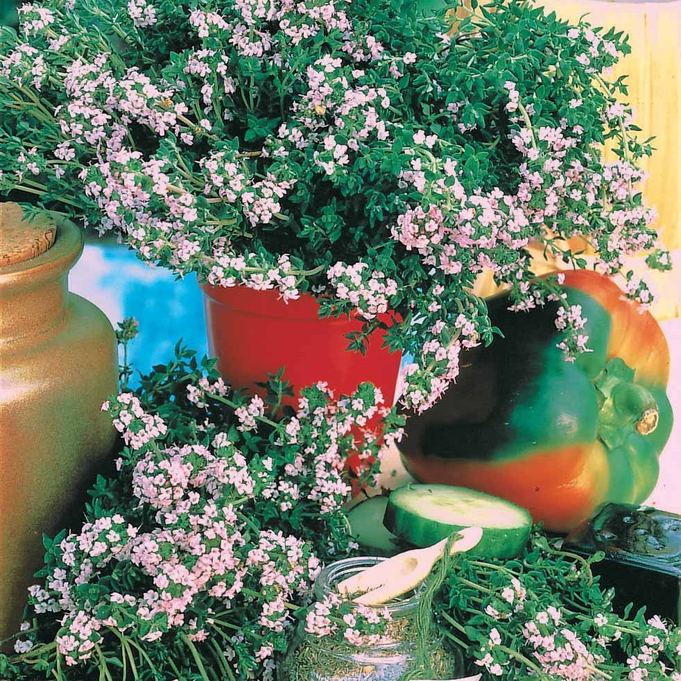 Echte tijm zaden - Thymus vulgaris - Bakker