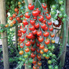 Kerstomaat 'Sweet Baby' - Solanum lycopersicum sweet baby - Zaden