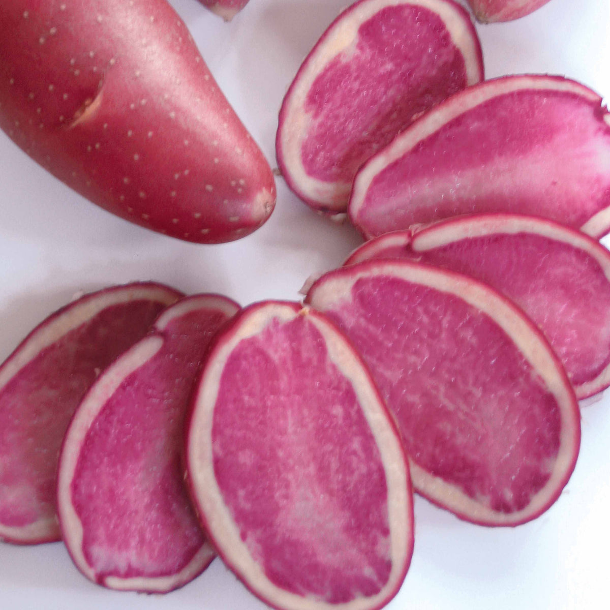 Aardappel 'Rouge des Flandres' (x10) - Solanum tuberosum Rouge des Flandres - Bakker