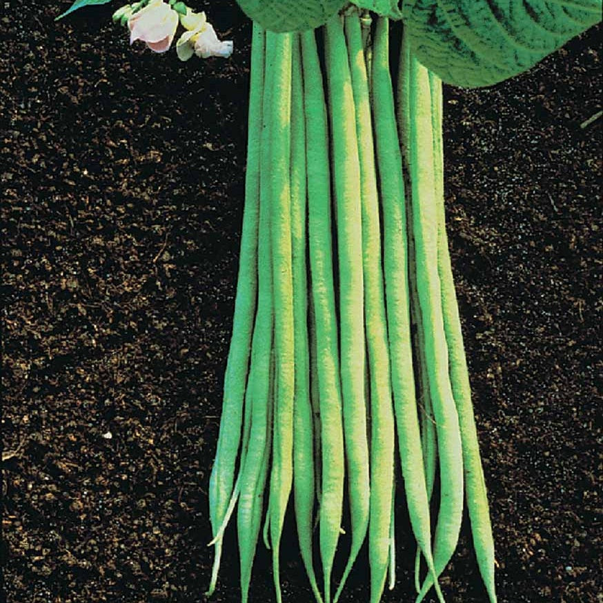 Struikboon - Phaseolus vulgaris nain fin aiguillon (obt. gautier) 200 g - Bakker
